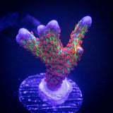 Bubblegum Digitata