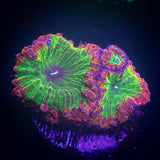 LRO Poison Ivy Blasto