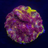 WWC Blood Diamond Favia