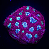 Teal Eye Favia