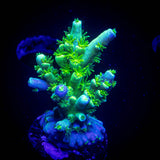 LRO Toxic Green Acro