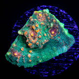 LRO Fukushima Chalice