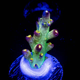LRO Buzz Lightyear Acro