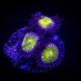 Frozen Apple Zoas