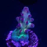 LRO Grape Ape