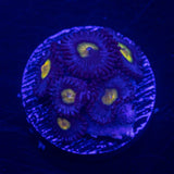 WWC AOI Zoas