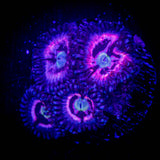 Pink Constellation Zoas
