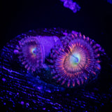 Peach Fusion Zoas