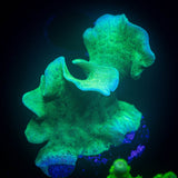 Mint Pavona