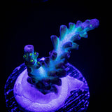 LRO Glowbug Acro