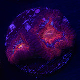 Magma Acan