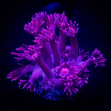 ORA Red Goni