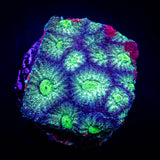 Grafted War Coral