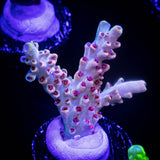 Gregs Unicorn Acro