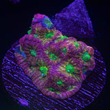 JF Fairy Ring Favia