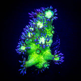 LRO Blue Tip Toxic Goni