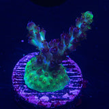 LRO Green Lantern