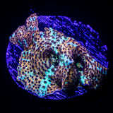 Leopard Discosoma