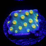 LRO Spongebob Cyphastrea