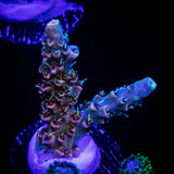 LRO Bahama Mama Acro