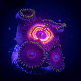 Armor Of Gods/ Evil Heart Zoas