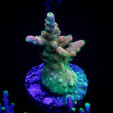 CB Flaming Unicorn Acro