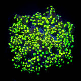 LRO Glowbug Octospawn