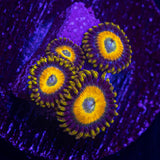 Scrambled Egg Zoas