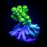 LRO Toxic Green Acro