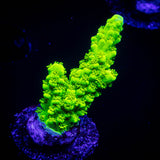 Bali Green Slimer