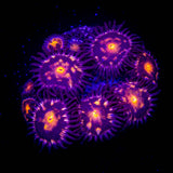 Supernova Zoas