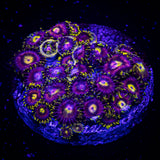 Mad Hatter Zoas