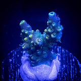 LRO Teal Latistella