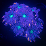 Rainbow Clove Polyps