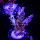 LRO Rainbow Cake Acro