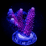 LRO Snow Dragon Acro