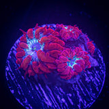 Blue Raven Blasto