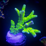 Green Goblin Anacropora