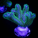 Pocillopora