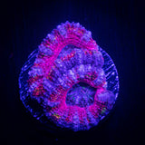 Pink Dreams Acan