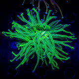 Blue Tip Torch