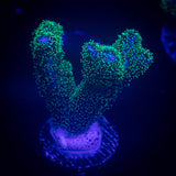 Pocillopora