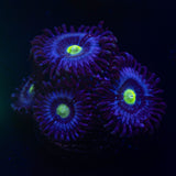 Blue Dream Zoas