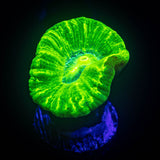 Kryptonite Trumpet