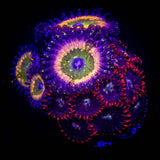 Raptors Rainbow/Stardust Zoas
