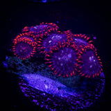Stardust Zoas