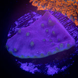 Purple Scroll Coral