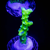 Green Goblin Anacropora