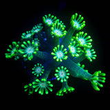 LRO Gumdrop Alveopora HOT