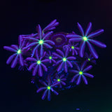 Daisy Cloves